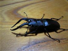 ５年ぶりの・・・