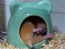 そんな姿はいけません（汗。