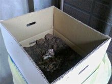 エコ ゴミが堆肥に