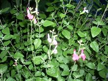 コレ何の花？？