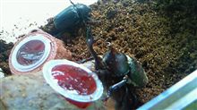 【貰っちゃった♪】角出せ！槍出せ！