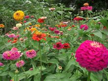 ローコストで行こう［289］ 盧花恒春園