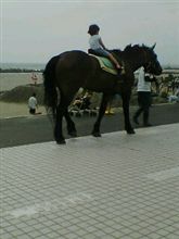海岸で競走馬を見た！