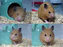 夜は一緒に♪