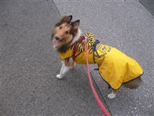 可愛いかな？