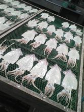 釣果が今イチなので・・・