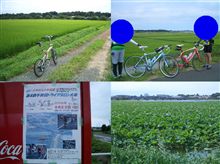 ＪＥＤＩで、蓮の群生地を見に行きました！