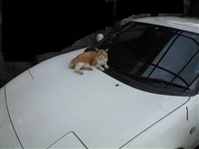 ＳＷは私の縄張りニャ～