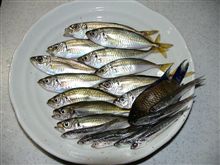 夏休み突入