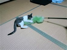 『うにゃー!ぅななぁ～!』w(･ω･)w