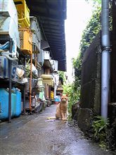 松陰神社のねこ