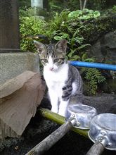 明神池の子ねこ