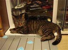 番猫　