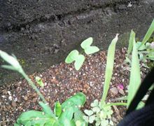 朝顔の種
