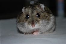 ハムちゃん　ありがとう