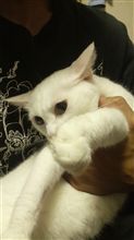 ♪シ～ロ、シ～ロ、シ～ロちゃん♪