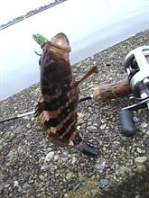 今朝の一発