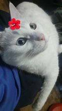 アロハ～