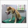 狂犬病注射