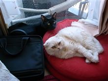 ベージュと黒の猫