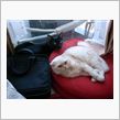 ベージュと黒の猫