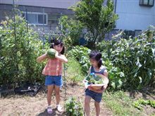 獲れたて野菜を肴に