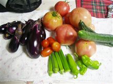 夏野菜収～穫♪(＾＾