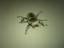 え？ナニ？ゴキ？