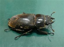 コクワガタを拾った (※ムシ画像あり) コクワガタを拾った (※ムシ画像あり)
