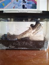 カブトムシ