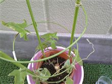 朝顔観察日記0730