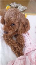 モモちゃん