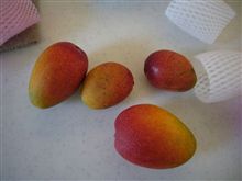 夏の味覚♪
