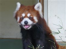 小熊猫
