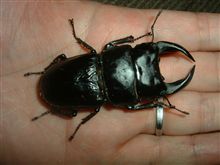｢黒いダイヤ｣とはよく言ったものです（^^）