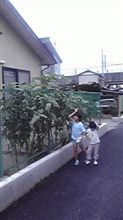 ハムスターの餌が～