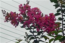 百日紅の花が咲いたよ♪