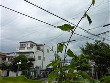 大雨洪水警報