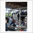 乳・ちち・チチ～（ばこ
