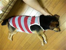 夏用