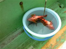 釣り釣りＧＯ！