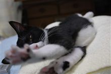 JA4のスロットルどうやってばらすんだろう