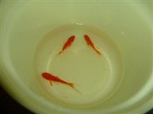 祭での収穫