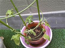 朝顔観察日記0802