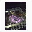 これが噂のトウモロコシ蒸し焼 ...