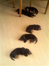 生憎の・・・