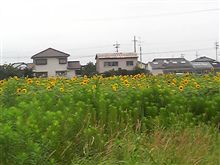 ひまわり