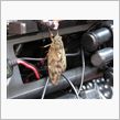 セミ鳴いてますね