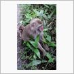 猿の和臭せー