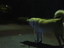 お化けなんか居ないもん…